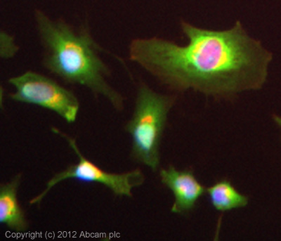 ICC/IF image of ab76125 stained HeLa cells. The cells were 4% formaldehyde (10 min) and then incubated in 1%BSA / 10% normal goat serum / 0.3M glycine in 0.1% PBS-Tween for 1h to permeabilise the cells and block non-specific protein-protein interactions. The cells were then incubated with the antibody (ab76125, neat) overnight at +4°C. The secondary antibody (green) was ab96899 Dylight 488 goat anti-rabbit IgG (H+L) used at a 1/250 dilution for 1h. Alexa Fluor® 594 WGA was used to label plasma membranes (red) at a 1/200 dilution for 1h. DAPI was used to stain the cell nuclei (blue) at a concentration of 1.43µM.