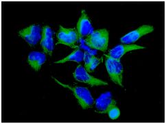 ab126591 at 1/100 dilution staining JNK3 in 293 cells by immunofluorescence.