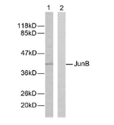 All lanes : Anti-JunB antibody (ab31421) at 1/500 dilutionLane 1 : Extracts of Hela cells.Lane 2 : Extracts of Hela cells. Antibody pre-incubated with synthesized peptide.