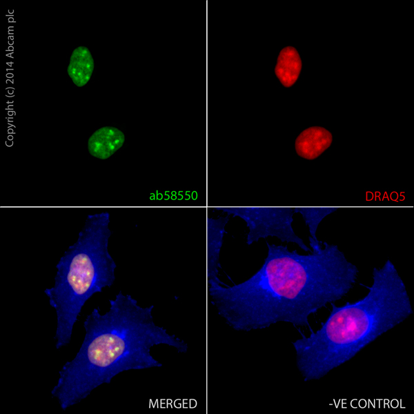 ab58550 staining Histone H2A in HeLa cells. The cells were fixed with 100% methanol (5min) and then blocked in 1% BSA/10% normal goat serum/0.3M glycine in 0.1%PBS-Tween for 1h. The cells were then incubated with ab58550 at 1μg/ml overnight at +4°C, followed by a further incubation at room temperature for 1h with an AlexaFluor®488 Goat anti-Rabbit secondary (ab150077) at 2 μg/ml (shown in green). AlexaFluor®350 WGA was used at a 1/200 dilution and incubated for 1h with the cells, to label plasma membranes (shown in blue). Nuclear DNA was labelled in red with 1.25 μM DRAQ5™ (ab108410), which was added to the secondary antibody mixture. A secondary only negative control is displayed, which indicates that the Histone H2A staining observed is due to primary antibody specificity and not to unspecific binding of the secondary antibody to the cells.