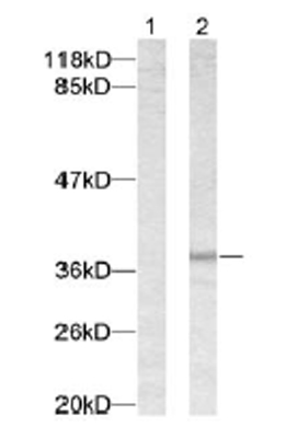 All lanes : Anti-JunD (phospho S255) antibody (ab30631)Lane 1 : Un-treated 293 cells.Lane 2 : 293 cells treated with forskolin.