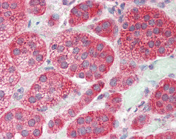 ab115472 at 5ug/ml staining KA1 in Formalin-fixed, Paraffin-embedded Human adrenal tissue by Immunohistochemistry, followed by biotinylated secondary antibody, alkaline phosphatase-streptavidin and chromogen.