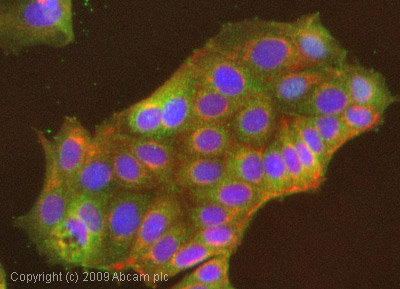 ICC/IF image of ab28569 stained MCF7 cells. The cells were 4% PFA fixed (10 min) and then incubated in 1%BSA / 10% normal goat serum / 0.3M glycine in 0.1% PBS-Tween for 1h to permeabilise the cells and block non-specific protein-protein interactions. The cells were then incubated with the antibody (ab28569, 1µg/ml) overnight at +4°C. The secondary antibody (green) was Alexa Fluor® 488 goat anti-rabbit IgG (H+L) used at a 1/1000 dilution for 1h. Alexa Fluor® 594 WGA was used to label plasma membranes (red) at a 1/200 dilution for 1h. DAPI was used to stain the cell nuclei (blue) at a concentration of 1.43µM.