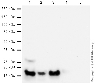 All lanes : Anti-Histone H2A antibody - ChIP Grade (ab18255) at 1 µg/mlLane 1 : HeLa (Human epithelial carcinoma cell line) Whole Cell Lysate at 10 µgLane 2 : Calf Thymus Histone Preparation Nuclear Lysate at 0.5 µgLane 3 : Histone H2A Recombinant Protein at 0.1 µgLane 4 : Histone H3.1 Recombinant Protein at 0.1 µgLane 5 : Histone H4 Recombinant Protein at 0.1 µgSecondaryGoat polyclonal to Rabbit IgG - H&L - Pre-Adsorbed (HRP) at 1/3000 dilutiondeveloped using the ECL techniquePerformed under reducing conditions.