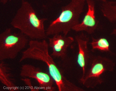 ICC/IF image of ab18255 stained HeLa cells. The cells were 100% methanol fixed (10 min) and then incubated in 1%BSA / 10% normal goat serum / 0.3M glycine in 0.1% PBS-Tween for 1h to permeabilise the cells and block non-specific protein-protein interactions. The cells were then incubated with the antibody (ab18255, 1µg/ml) overnight at +4°C. The secondary antibody (green) was Alexa Fluor® 488 goat anti-rabiit IgG (H+L) used at a 1/1000 dilution for 1h. Alexa Fluor® 594 WGA was used to label plasma membranes (red) at a 1/200 dilution for 1h. DAPI was used to stain the cell nuclei (blue) at a concentration of 1.43µM. This antibody also gave a positive result in 4% PFA fixed (10 min) HeLa, Hek293, HepG2 and MCF7 cells at 1µg/ml, and in 100% methanol fixed (5 min) Hek293, HepG2 and MCF7 cells at 1µg/ml.