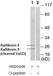 All lanes : Anti-Kallikrein 8 antibody (ab72800) at 1/1000 dilutionLane 1 : Jurkat cells extractLane 2 : Jurkat cells extract with Cleaved peptide at 5 µgLysates/proteins at 5 µg per lane.