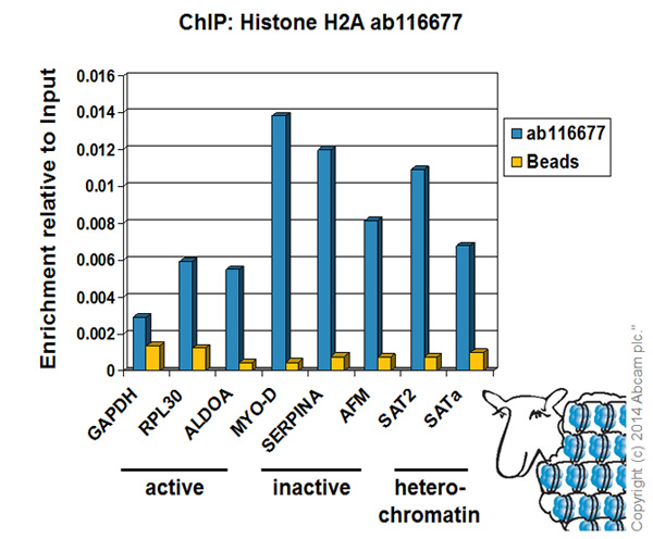 Chromatin was prepared from HeLa cells according to the Abcam X-ChIP protocol. Cells were fixed with formaldehyde for 10 minutes. The ChIP was performed with 25µg of chromatin, 5µg of ab116677 (blue), and 20µl of Protein A/G sepharose beads. No antibody was added to the beads control (yellow). The immunoprecipitated DNA was quantified by real time PCR (Taqman approach for active and inactive loci, Sybr green approach for heterochromatic loci). Primers and probes are located in the first kb of the transcribed region.