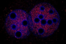 TIF1b is uniformly distributed in the two pronuclei of the mouse embryo at the late zygote stage. Mouse zygotes were processed for immunostaining using the KAP1 antibody. DNA is shown in blue. The dilution used was 1 to 100 in PBS-Tween with 3% BSA. This is part of the review submitted by ME Torres-Padilla on 27 July 2004.