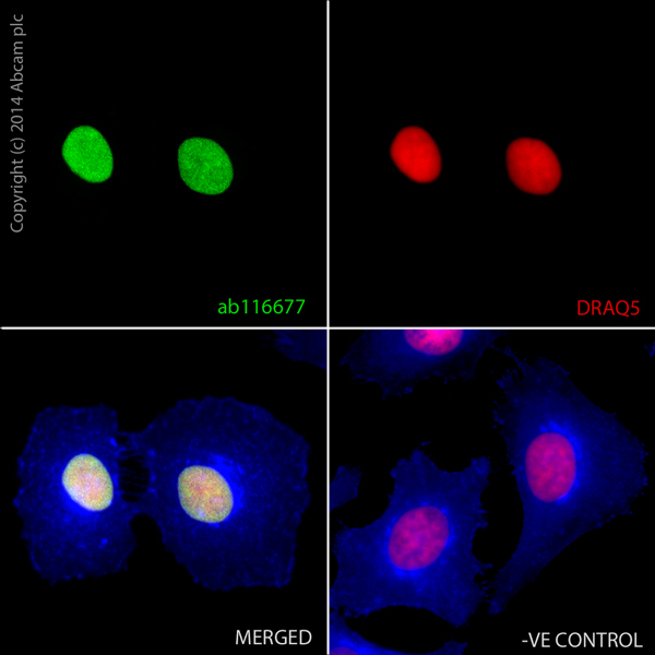 ab116677 staining Histone H2A in HeLa cells. The cells were fixed with 100% methanol (5min) and then blocked in 1% BSA/10% normal goat serum/0.3M glycine in 0.1%PBS-Tween for 1h. The cells were then incubated with ab116677 at 2μg/ml overnight at +4°C, followed by a further incubation at room temperature for 1h with an AlexaFluor®488 Goat anti-Rabbit secondary (ab150077) at 2 μg/ml (shown in green). AlexaFluor®350 WGA was used at a 1/200 dilution and incubated for 1h with the cells, to label plasma membranes (shown in blue). Nuclear DNA was labelled in red with 1.25 μM DRAQ5™ (ab108410), which was added to the secondary antibody mixture. A secondary only negative control is displayed, which indicates that the Histone H2A staining observed is due to primary antibody specificity and not to unspecific binding of the secondary antibody to the cells.