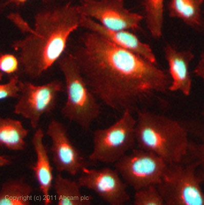 ICC/IF image of ab13923 stained HeLa cells. The cells were 100% methanol fixed (5 min) and then incubated in 1%BSA / 10% normal goat serum / 0.3M glycine in 0.1% PBS-Tween for 1h to permeabilise the cells and block non-specific protein-protein interactions. The cells were then incubated with the antibody (ab13923, 1µg/ml) overnight at +4°C. The secondary antibody (green) was Alexa Fluor® 488 goat anti-rabbit IgG (H+L) ab150077) used at a 1/1000 dilution for 1h. Alexa Fluor® 594 WGA was used to label plasma membranes (red) at a 1/200 dilution for 1h. DAPI was used to stain the cell nuclei (blue) at a concentration of 1.43µM.