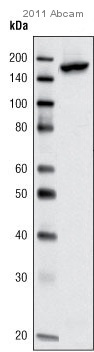 ab10308 used in Immunoprecipitation.Total protein input is 1 x 106 cells.Whole cell lysate was prepared from VERO cells expressing recombinant SRC1 protein.Protein A matrix was used for the Immunoprecipitation step.ab10308 used a 4µg/mg lysate for 16 hours at 4°C.ab2859 was then used for Western Blot at 1µg/mg lysate.See Abreview