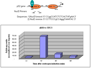Sonicated Chromatin prepared from untreated (UI) or 17beta-estradiol (E2) treated MCF7 cells was subjected to the ChIP procedure with ab84 to SRC1 and the immunoprecipitated chromatin was analysed in the proximal region of the estrogen-responsive pS2 promoter (as shown above) and quantified by real-time PCR (values are nomalized over inputs). The primers are designed to follow the nucleosome E (including the Estrogen Responsive Element ERE). 5 µl of ab84 and 2x106 cells were used in each ChIP experiment. 