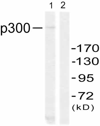 All lanes : Anti-KAT3B / p300 antibody (ab59240) at 1/500 dilutionLane 1 : 293 cell extractLane 2 : 293 cell extract with immunising peptide