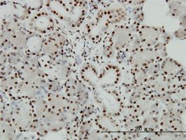 p300 antibody (ab54984) used in immunohistochemistry at 3ug/ml on formalin fixed and paraffin embedded human salivary gland.