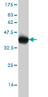 Western blot against tagged recombinant protein immunogen using ab54984 p300 antibody at 1ug/ml. 