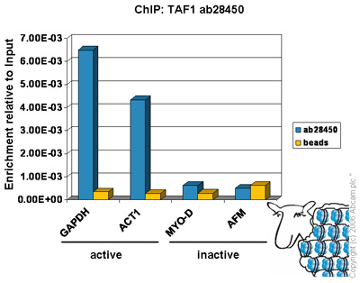 Chromatin was prepared from Hela cells according to the Abcam X-ChIP protocol. Cells were fixed with formaldehyde for 10mins. The  ChIP was performed with 25µg of chromatin, 8µg of  ab28450 (blue), and 20µl of Protein A/G sepharose beads. No antibody was added to the beads control (yellow). The immunoprecipitated DNA was quantified by real time PCR (Taqman and sybr green approach). Primers and probes for the actively transcribed genes GAPDH and ACT1 are located in the core promoter.