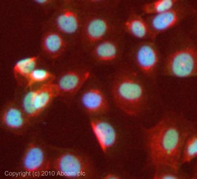ICC/IF image of ab83502 stained MCF7 cells. The cells were 4% PFA fixed (10 min) and then incubated in 1%BSA / 10% normal goat serum / 0.3M glycine in 0.1% PBS-Tween for 1h to permeabilise the cells and block non-specific protein-protein interactions. The cells were then incubated with the antibody (ab83502, 1µg/ml) overnight at +4°C. The secondary antibody (green) was Alexa Fluor® 488 goat anti-rabbit IgG (H+L) used at a 1/1000 dilution for 1h. Alexa Fluor® 594 WGA was used to label plasma membranes (red) at a 1/200 dilution for 1h. DAPI was used to stain the cell nuclei (blue) at a concentration of 1.43µM. This antibody also gave a positive result in 4% PFA fixed (10 min) HeLa, Hek293 and HepG2 cells at 1µg/ml.