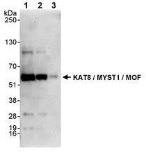 All lanes : Anti-KAT8 / MYST1 / MOF antibody (ab72056) at 0.4 µg/mlLane 1 : Whole cell lysate from HeLa cells at 50 µgLane 2 : Whole cell lysate from HeLa cells at 15 µgLane 3 : Whole cell lysate from HeLa cells at 5 µg