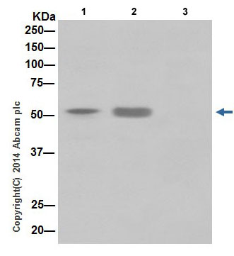 KAT8 / MYST1 / MOF was immunoprecipitated from 1mg of HeLa (Human epithelial cells from cervix adenocarcinoma) whole cell lysate with ab200660 at 1/170 dilution.Western blot was performed from the immunoprecipitate using ab200660 at 1/1000 dilution.Anti-Rabbit IgG (HRP), specific to the non-reduced form of IgG, was used as secondary antibody at 1/1500 dilution.Lane 1: HeLa whole cell lysate 10 µg (Input).Lane 2: ab200660 IP in HeLa whole cell lysate.Lane 3: Rabbit monoclonal IgG (ab172730) instead of ab200660 in HeLa whole cell extract.Blocking and dilution buffer and concentration: 5% NFDM/TBST.