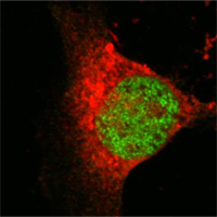 ab54276 at 1/1000 dilution staining KAT8 / MYST1 / MOF in Eca 109 cells by Immunocytochemistry/ Immunofluorescence. An Alexa Fluor® 488 conjugated Goat polyclonal to mouse IgG was used as secondary antibody. The green staining in image show positive staining with primary antibody. Actin filaments were stained red with Alexa Fluor® 554 phalloidin.