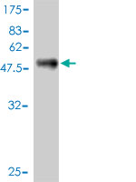 Western blot against tagged recombinant protein immunogen using ab57830 KCNIP4 antibody at 1ug/ml.