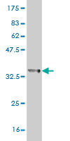 Western blot against tagged recombinant protein immunogen using ab55381 KCNJ15 antibody at 1ug/ml.