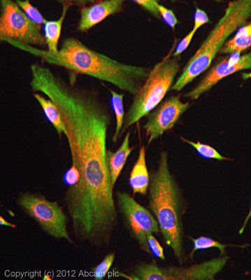 ICC/IF image of ab106411 stained SKNSH cells. The cells were 100% methanol fixed (5 min) and then incubated in 1%BSA / 10% normal goat serum / 0.3M glycine in 0.1% PBS-Tween for 1h to permeabilise the cells and block non-specific protein-protein interactions. The cells were then incubated with the antibody (ab106411, 5µg/ml) overnight at +4°C. The secondary antibody (green) was ab96899, DyLight® 488 goat anti-rabbit IgG (H+L) used at a 1/250 dilution for 1h. Alexa Fluor® 594 WGA was used to label plasma membranes (red) at a 1/200 dilution for 1h. DAPI was used to stain the cell nuclei (blue) at a concentration of 1.43µM.