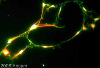 Immunfluorescent detection of KCNQ2 (green colour) in differentiated murine neural precursors using Rabbit polyclonal to KCNQ2 (ab22897). KCNQ2 labeling is seen in the tips of neurite extensions (such as the cell in the top left corner), along axons, dendrites and possibily spines. ab22897 (3.5µg/ml) was incubated overnight at 4°C. Secondary antibody used is goat anti-rabbit Alexa fluor 488 (1h at RT ). The red colour is MAP2 detection (Secondary used is goat anti-mouse Alexa fluor 568; 1h at RT). NB:  The white centres are caused by high intensity to-pro-3 blue nuclear counterstain cross-colouring with the red and background green.