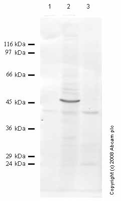All lanes : Anti-Hepsin antibody (ab43858) at 1/1000 dilutionLane 1 : Tissue lysate prepared from rat kidney Lane 2 : Tissue lysate prepared from rat liver Lane 3 : Tissue lysate prepared from rat lung Lysates/proteins at 5 µl per lane.