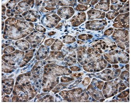 ab118145, at a 1/50 dilution, staining KCTD5 in paraffin-embedded Human pancreas tissue by Immunohistochemistry.