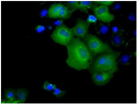 ab118145, at a 1/100 dilution, staining KCTD5 in COS7 cells transiently transfected with pCMV6-ENTRY KCTD5 by Immuno fluorescence.