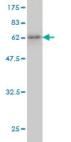 Western blot against tagged recombinant protein immunogen using ab57420 KCTD9 antibody at 1ug/ml.