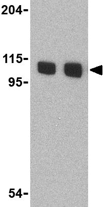 Lane 1 :  Anti-KDM1 / LSD1 antibody (ab37165) at 1 µg/mlLane 2 :  Anti-KDM1 / LSD1 antibody (ab37165) at 2 µg/mlLane 1 : Mouse P815 cell lysateLane 2 : Mouse P815 cell lysateLysates/proteins at 15 µg per lane.