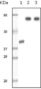 All lanes : Anti-KDM1 / LSD1 antibody [1B2E5 + 1B2F2] (ab31954)Lane 1 : Molecular weight markerLane 2 : LSD1 recombinant protein (NB: truncated form)Lane 3 : HeLa cell lysate