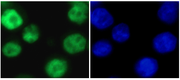 Human 293T cells fixed in 4% paraformaldehyde were immunostained with ab17721 (1/200) for LSD1 and detected using FITC labelled anti-rabbit (Green). Nuclear DNA is stained blue with DAPI.