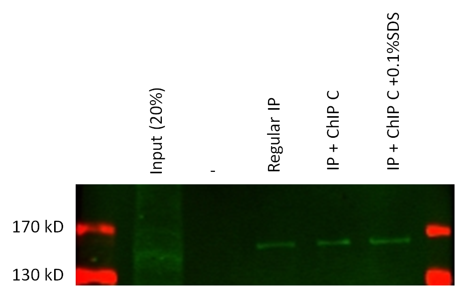 Regular IP buffer: 1mM EDTA; 150mM NaCl; 50mM TrisCl, pH 7.5; 1% Triton X-100; 2mM PMSF; Protease inhibitors ChIP C buffer: 1mM EDTA; 150mM NaCl; 50mM TrisCl, pH 7.5; 1% Triton X-100; 0.1% Sodium Deoxycholate; 2mM PMSF; Protease inhibitors