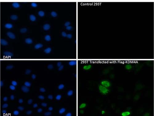ab105935 used at 1/500 dilution