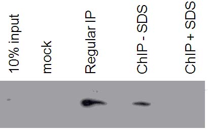 The antibody (1/1000 dilution) was tested for IP of KDM4A in HeLa nuclear extracts under three different conditions: 1) regular (25 mM Tris, pH 7.6, 150 mM KCl, 0.1% NP40, 0.5 mM EDTA, 1 mM DTT; 2) ChIP without SDS (ChIP solution C with 1% Triton and 0.1% deoxycholine); 3) ChIP buffer (as 2 plus 0.1% SDS). 10% input is seen upon longer exposure. SDS presence in this case inhibits IP.