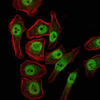 ab104831 staining KDM4A / JHDM3A / JMJD2A in NTERA-2 cells by Immunofluorescence (green). Red: Actin filaments have been labeled with Alexa Fluor-555 phalloidin.