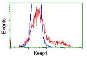 ab119403 at 1/100 dilution staining Keap1 in HEK293T cells transfected with either pCMV6-ENTRY Keap1 overexpress plasmid (Red) or empty vector control plasmid (Blue) and then analysed by Flow Cytometry.