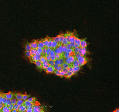 ICC/IF image of ab90259 stained A431 cells. The cells were 100% methanol fixed (5 min) and then incubated in 1%BSA / 10% normal goat serum / 0.3M glycine in 0.1% PBS-Tween for 1h to permeabilise the cells and block non-specific protein-protein interactions. The cells were then incubated with the antibody ab90259 at 5µg/ml overnight at +4°C. The secondary antibody (pseudo-colored green) was Alexa Fluor® 488 goat anti- rabbit (ab150081) IgG (H+L) preadsorbed, used at a 1/1000 dilution for 1h. Alexa Fluor® 594 WGA was used to label plasma membranes (pseudo-colored red) at a 1/200 dilution for 1h at room temperature. DAPI was used to stain the cell nuclei (pseudo-colored blue) at a concentration of 1.43µM for 1hour at room temperature.