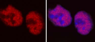 The staining has been done on mouse embryonic cells. The fixation is 2% PFA, and permeabilization is PBS 0.5% triton BSA. The dilution used was 1 in 100 (but it could be used at 1/200 to1/300)Red  = H2A.Z Blue  = toto3 for the DNA