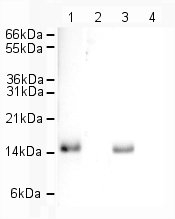 Performed under reducing conditions.