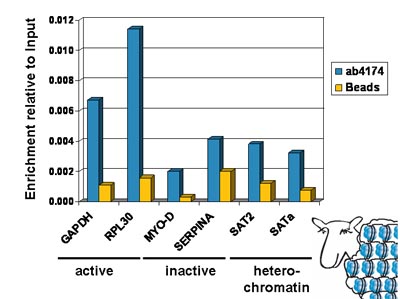 Chromatin was prepared from Hela cells according to the Abcam X-ChIP protocol. Cells were fixed with formaldehyde for 10 min. The  ChIP was performed with 25 µg of chromatin, 2 µg of  ab4174 (blue), and 20 µl of Protein A/G sepharose beads. No antibody was added to the beads control (yellow). The immunoprecipitated DNA was quantified by real time PCR (Taqman approach for active and inactive loci, Sybr green approach for heterochromatic loci). Primers and probes are located in the first kb of the transcribed region. 