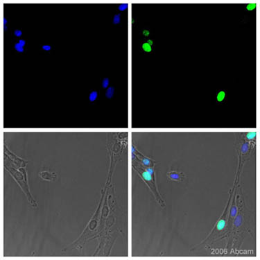 ab833 at 1/50 dilution staining pig skeletal myeloblast cells by ICC/IF. The cells were fixed with 2% paraformaldehyde for 15 min and permealized with Triton-X100 (0.1%) for 10 min prior to incubation with the primary antibody overnight at 4° C. The Image shows DAPI (blue-nuclear stain, upper left panel), Ki-67 (Green, upper right panel, shows nuclear localization in actively dividing cells), Skeletal myoblast DIC (phase) image (lower left panel) and overlay image (lower right panel). Because Ki67 antigen has a short half-life and is expressed only during the G1, S, G2, and early mitosis and not during the G0 (resting) phase  Ki67was used as a marker of actively proliferating skeletal muscle satellite stem cells. See Abreview