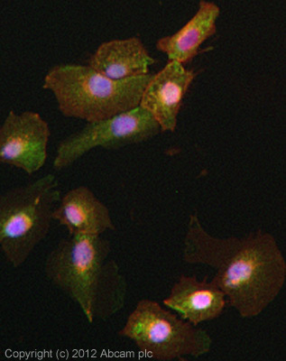 ICC/IF image of ab105392 stained DU145 cells. The cells were 4% paraformaldehyde fixed (10 min) and then incubated in 1%BSA / 10% normal goat serum / 0.3M glycine in 0.1% PBS-Tween for 1h to permeabilise the cells and block non-specific protein-protein interactions. The cells were then incubated with the antibody (ab105392, 5µg/ml) overnight at +4°C. The secondary antibody (green) was ab96899, DyLight® 488 goat anti-rabbit IgG (H+L) used at a 1/250 dilution for 1h. Alexa Fluor® 594 WGA was used to label plasma membranes (red) at a 1/200 dilution for 1h. DAPI was used to stain the cell nuclei (blue) at a concentration of 1.43µM.