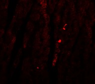 Immunofluorescence of ATG13 in Mouse Heart cells using ab105392 at 20 ug/ml.