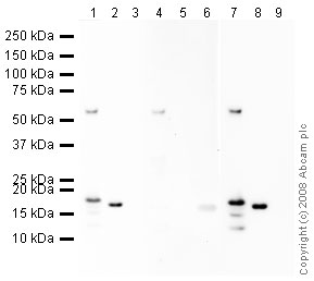 All lanes : Anti-Histone H2B (acetyl K11) antibody (ab40975) at 1 µg/mlLane 1 : Calf Thymus Histone Preparation Nuclear Lysate Lane 2 : Histone H2B Human recombinantLane 3 : Histone H3.1 Human recombinantLane 4 : Calf Thymus Histone Preparation Nuclear Lysate with Human Histone H2B (acetyl K11) peptide (ab41888) at 1 µg/mlLane 5 : Histone H2B Human recombinant with Human Histone H2B (acetyl K11) peptide (ab41888) at 1 µg/mlLane 6 : Histone H3.1 Human recombinant with Human Histone H2B (acetyl K11) peptide (ab41888) at 1 µg/mlLane 7 : Calf Thymus Histone Preparation Nuclear Lysate with Human Histone H2B peptide (ab35791) at 1 µg/mlLane 8 : Histone H2B Human recombinant with Human Histone H2B peptide (ab35791) at 1 µg/mlLane 9 : Histone H3.1 Human recombinant with Human Histone H2B peptide (ab35791) at 1 µg/mlLysates/proteins at 10 µg per lane.SecondaryGoat polyclonal to Rabbit IgG - H&L - Pre-Adsorbed (HRP) at 1/3000 dilutionPerformed under reducing conditions.