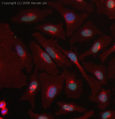 ICC/IF image of ab40975 stained human HeLa cells. The cells were methanol fixed (5 min), permabilised in 0.1% PBS-Tween (20 min) and incubated with the antibody (ab40975, 1µg/ml) for 1h at room temperature. 1%BSA / 10% normal goat serum / 0.3M glycine was used to block non-specific protein-protein interactions. The secondary antibody (green) was Alexa Fluor® 488 goat anti-rabbit IgG (H+L) used at a 1/1000 dilution for 1h. Alexa Fluor® 594 WGA was used to label plasma membranes (red). DAPI was used to stain the cell nuclei (blue). This antibody also gave a positive IF result in HEK 293, HepG2 and MCF7 cells.