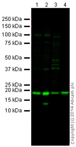 All lanes : Anti-Histone H2B (acetyl K120) antibody (ab176430) at 1 µg/mlLane 1 : HeLa Sodium Butyrate treated 0uM Control (Cell acid extract) at 10 µgLane 2 : HeLa Sodium Butyrate treated 10uM (Cell acid extract) at 10 µgLane 3 : NIH 3T3 (Mouse embryonic fibroblast cell line) Whole Cell Lysate at 10 µgLane 4 : Calf Thymus Histone Preparation Nuclear Lysate at 0.5 µgSecondaryGoat Anti-Rabbit IgG H&L (Alexa Fluor® 790) (ab175781) at 1/10000 dilutionPerformed under reducing conditions.